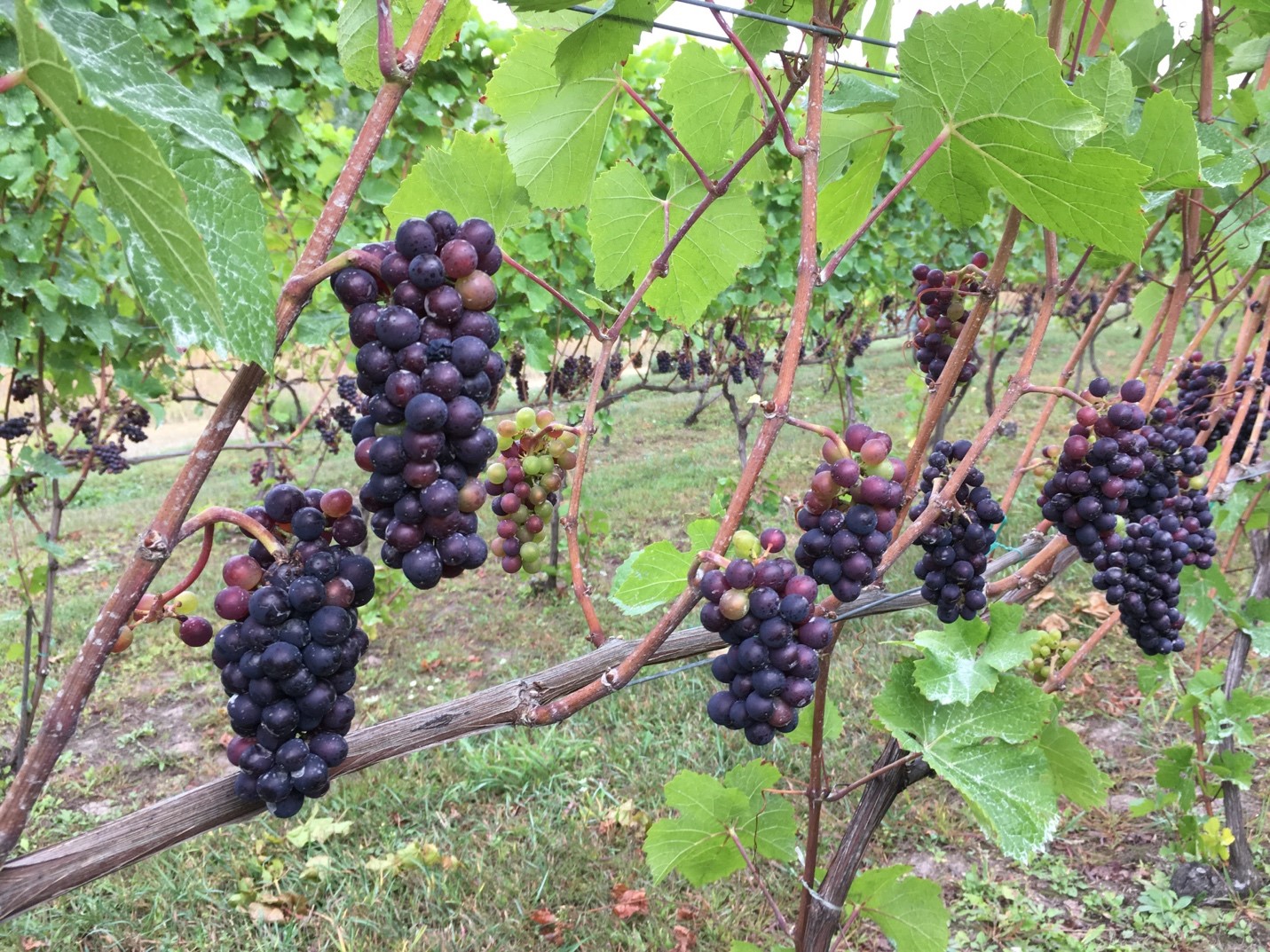 Fruit zone of ‘Pinot Noir’.